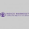 Indigo Marmoset